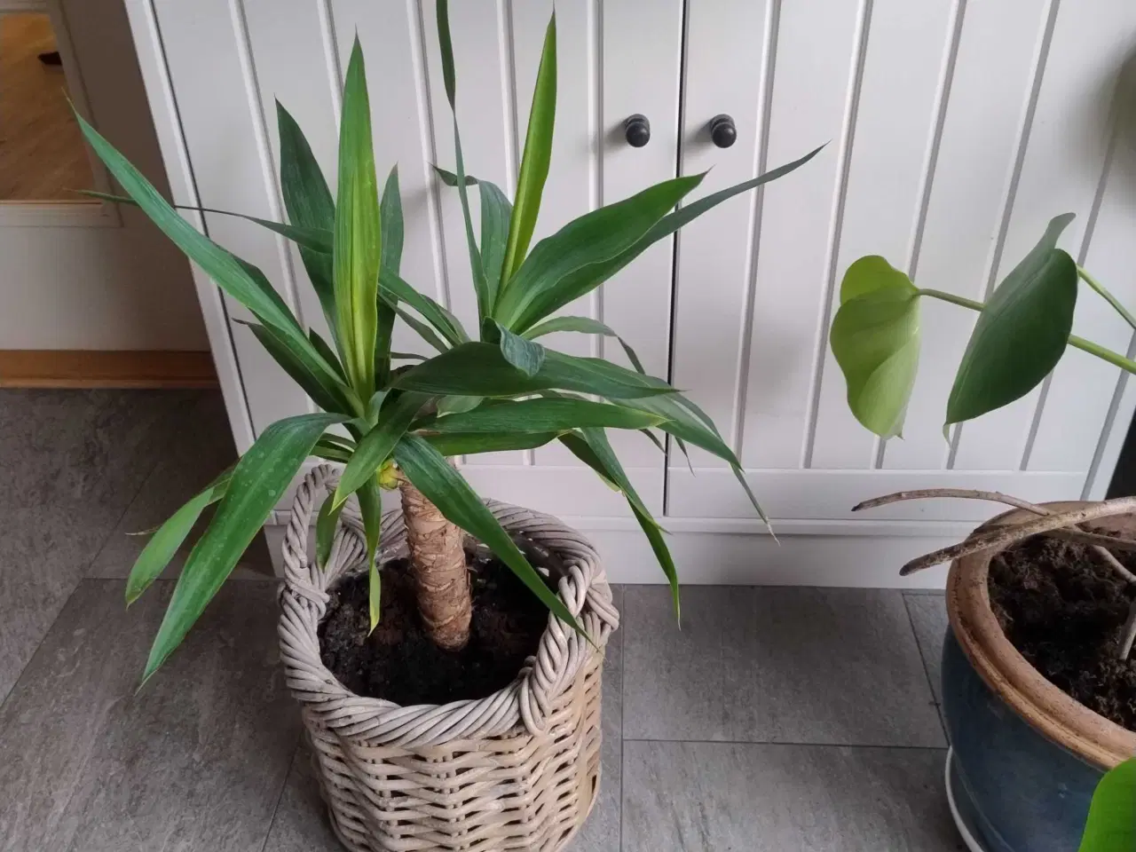 Billede 1 - Palme i flettet kurv