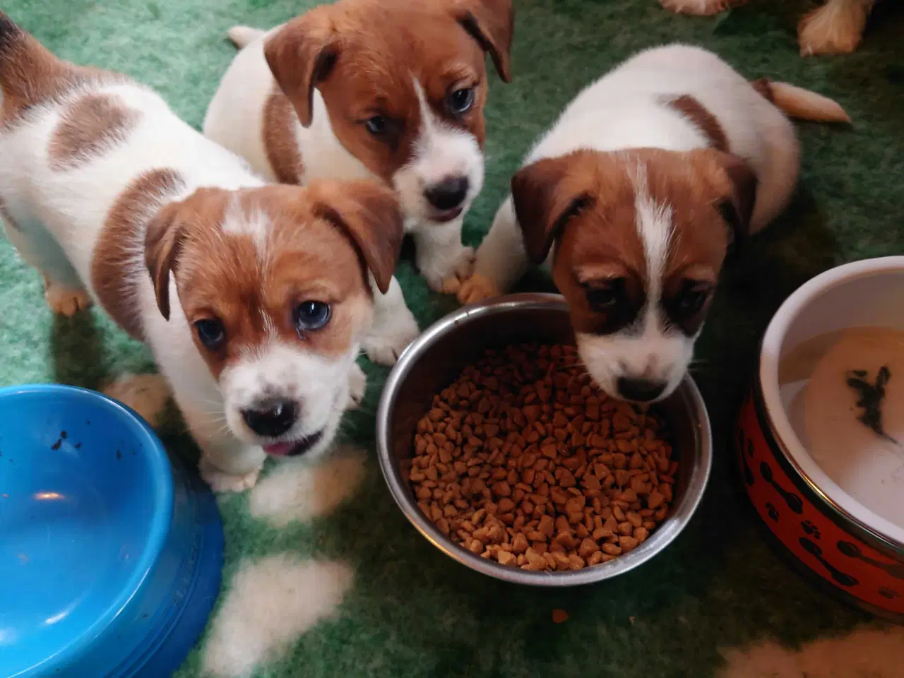 Billede 1 - Jack Russell hvalpe (lavbenet type)