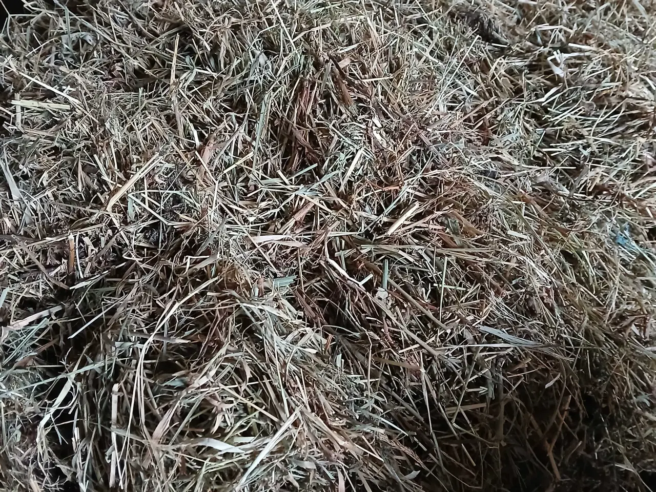 Billede 3 - Hø Morten korch