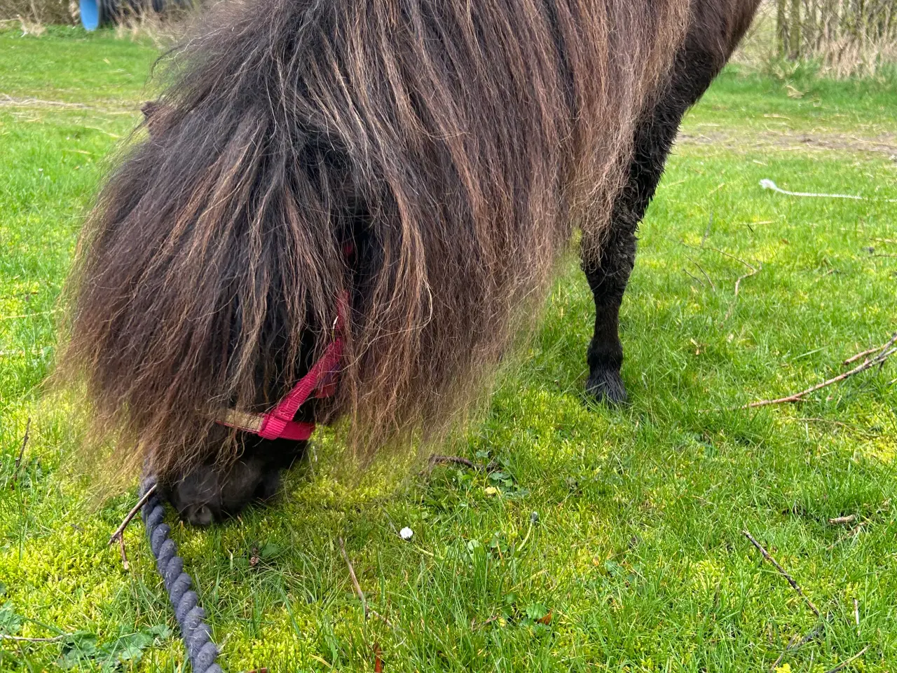 Billede 16 - Skøn mini shetlænder hoppe sælges 