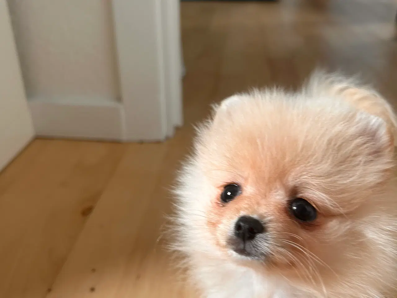 Billede 8 - Pomeranian hvalpe