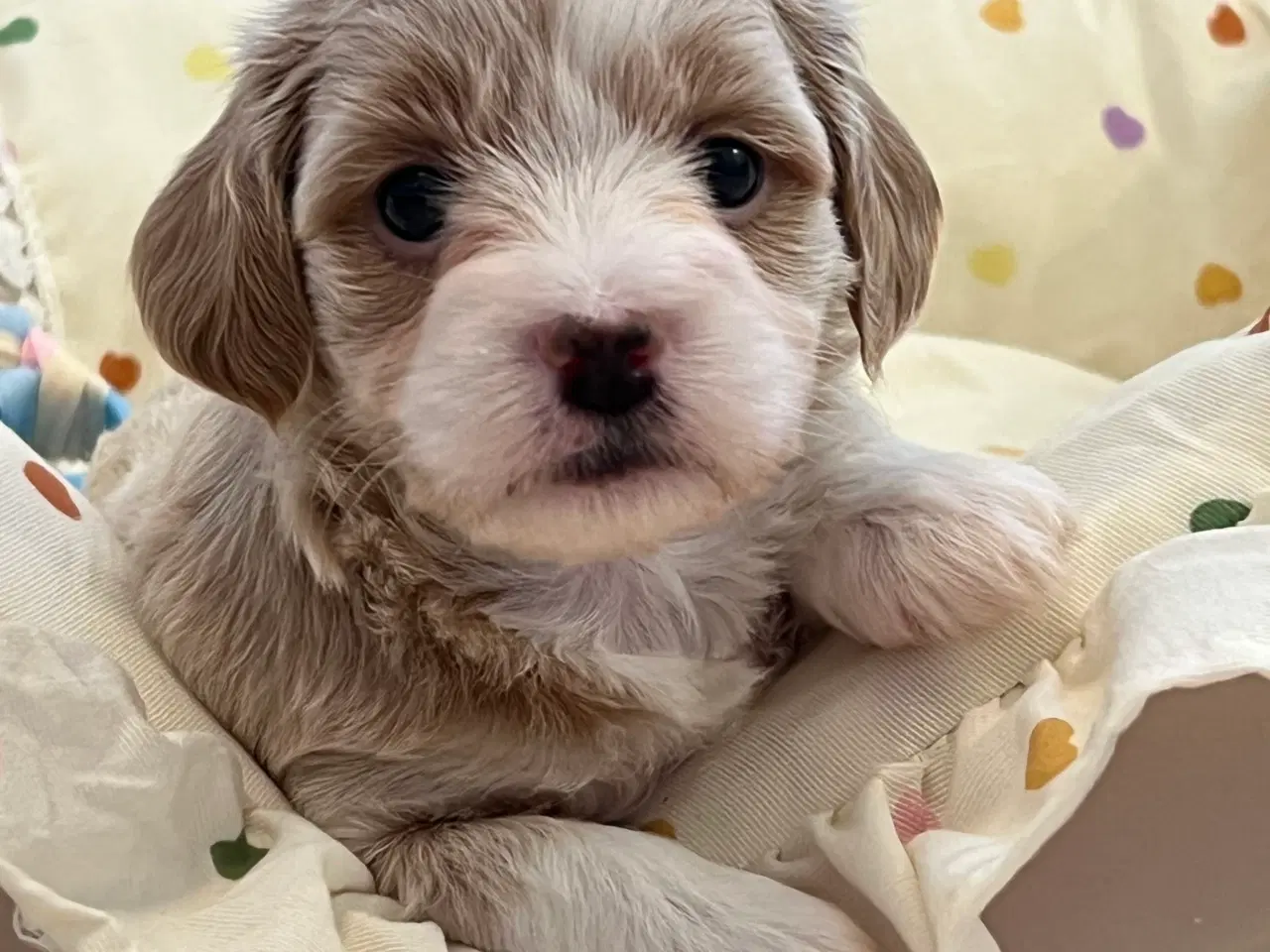 Billede 17 - Smukke Bichon Havanais 