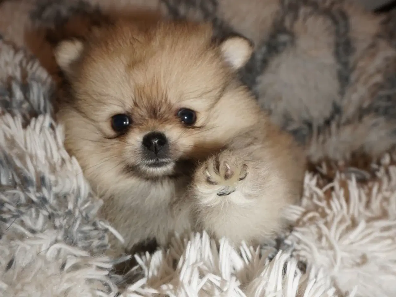 Billede 2 - Mini Pomeranian