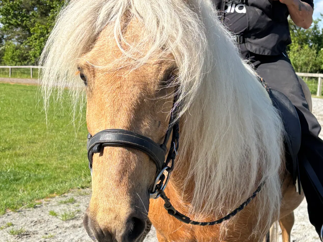 Billede 15 - Smuk palomino islænder 