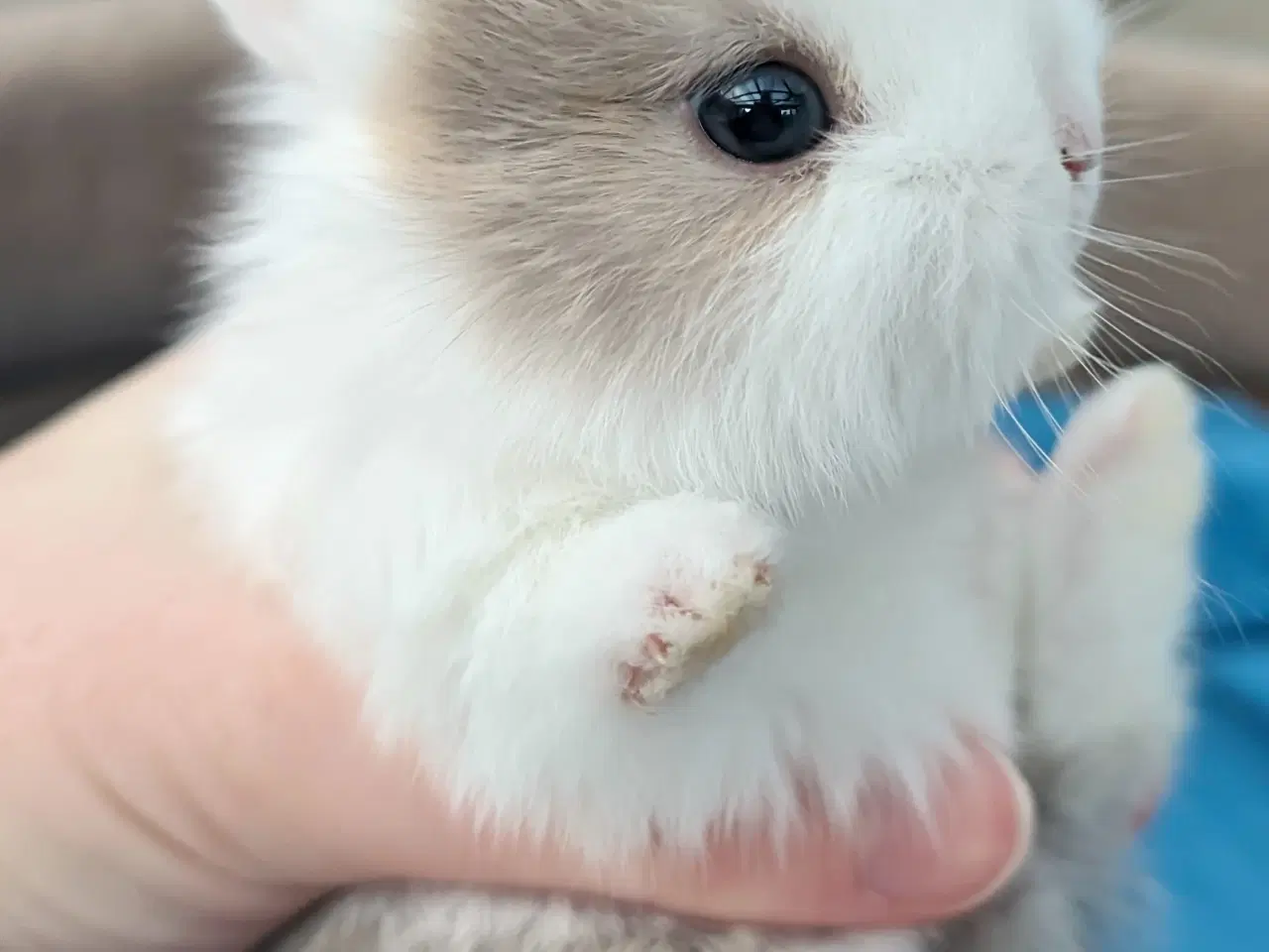 Billede 5 - Hermelin kaninunge sælges