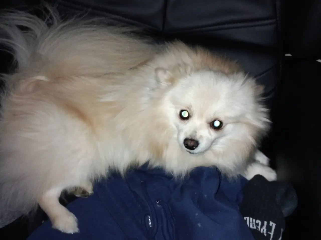 Billede 4 - Ægte pomeranian hvalpe 1 stk
