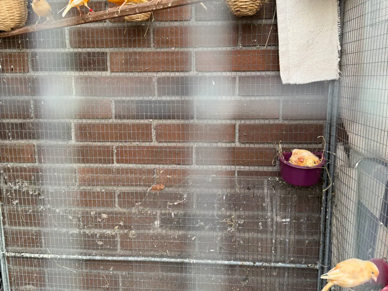 Billede 3 - Unge Kanariefugle 