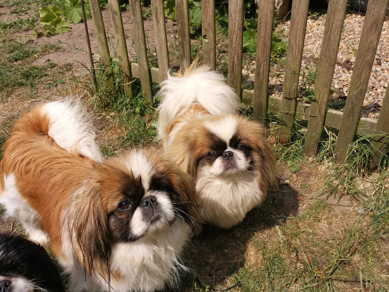Billede 5 - 2 ægte pekingeser piger sælges