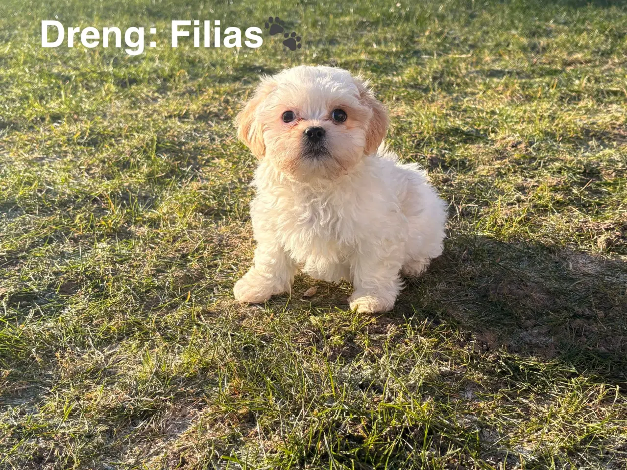 Billede 3 - Hvalpe - Shihtzu/malteser - bomuldshvalpe