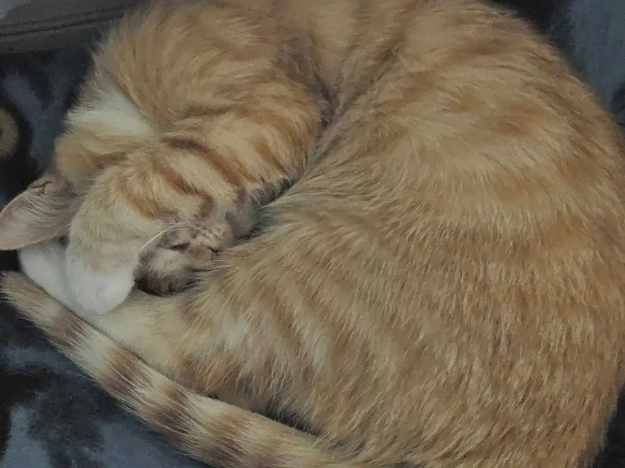 Billede 6 - Rød hun kat