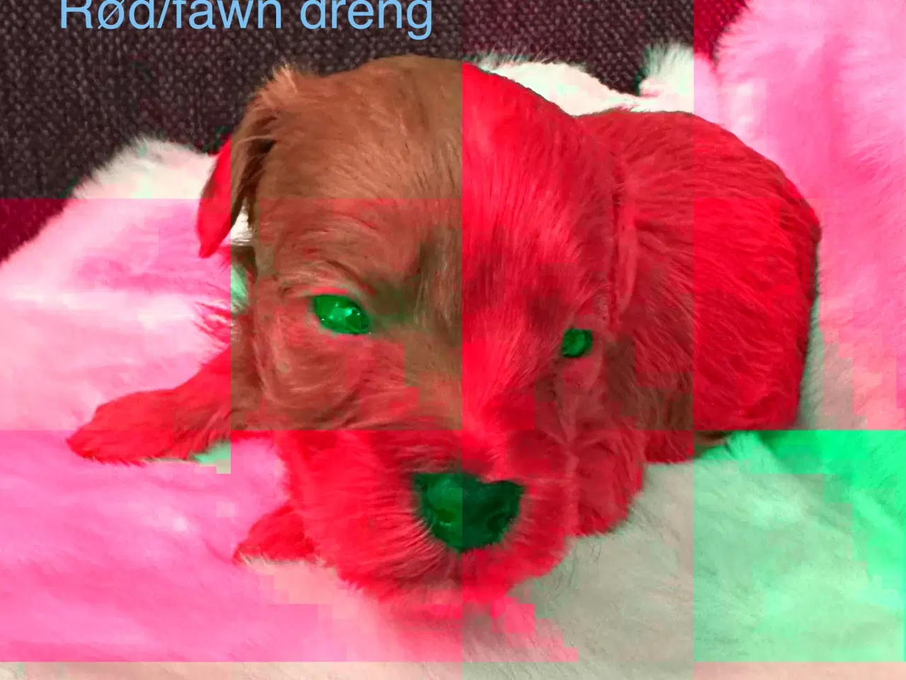 Billede 5 - Havapoo hvalpe