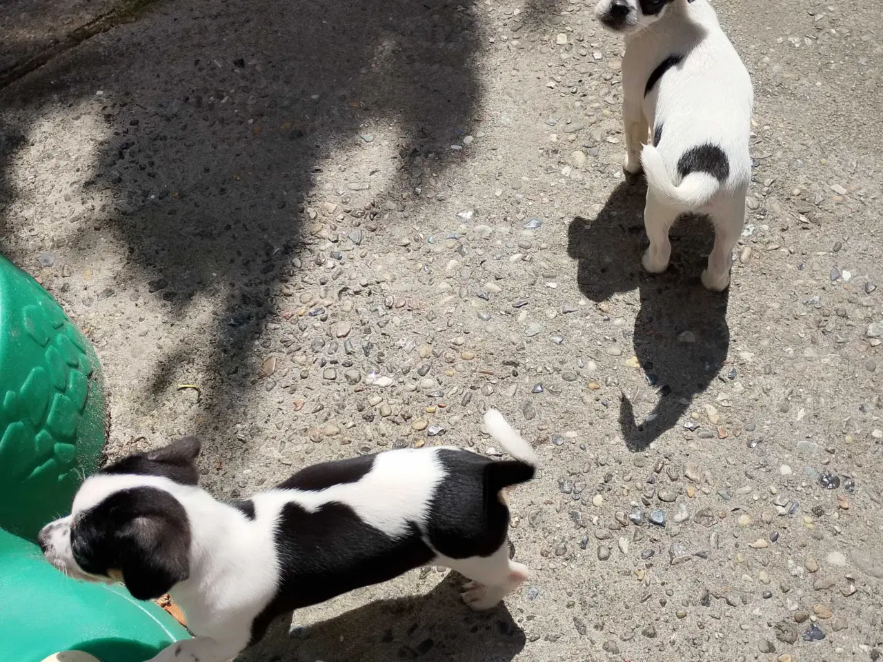 Billede 16 - 8 ugers små chihuahua blandinge