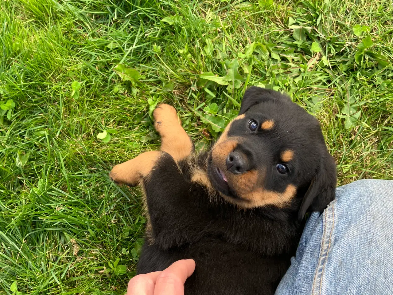 Billede 3 - Ægte Rottweiler hvalpe til salg 