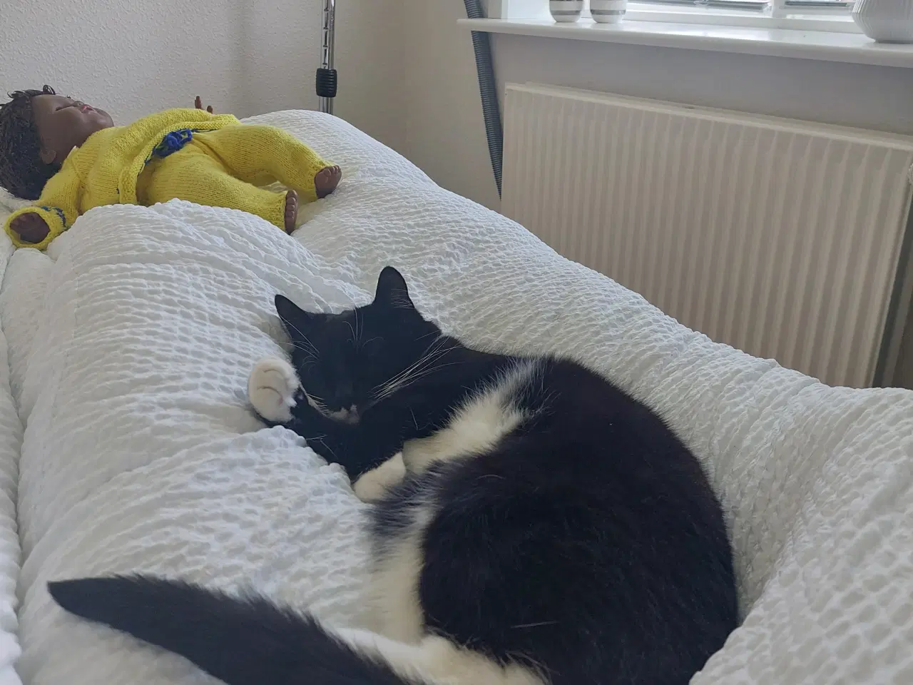 Billede 3 - Pjevs søger ny madmor og have.