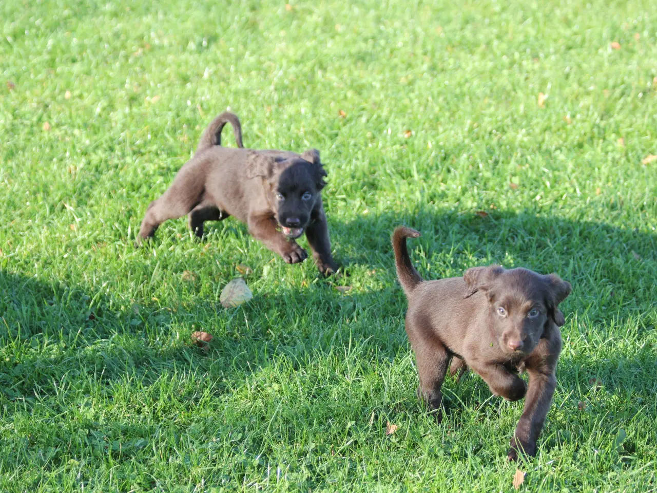 Billede 1 - Langhåret hønsehunde hvalpe