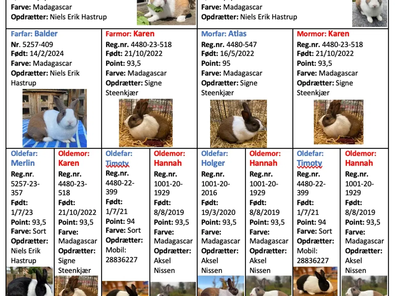 Billede 2 - HOLLÆNDER HUN MADAGASCAR