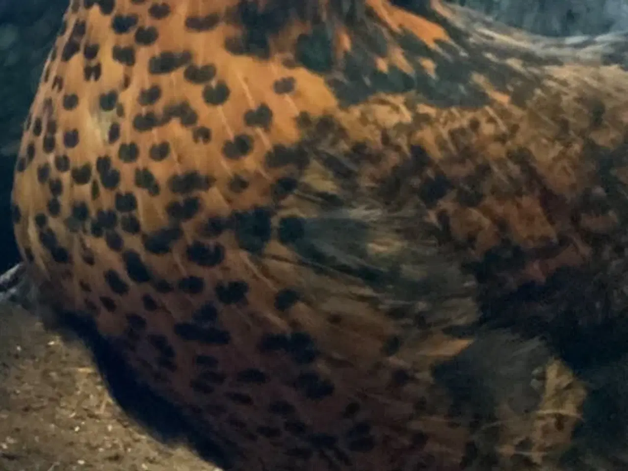 Billede 6 - Rugeæg blandet racer. 🐔❤️af høns