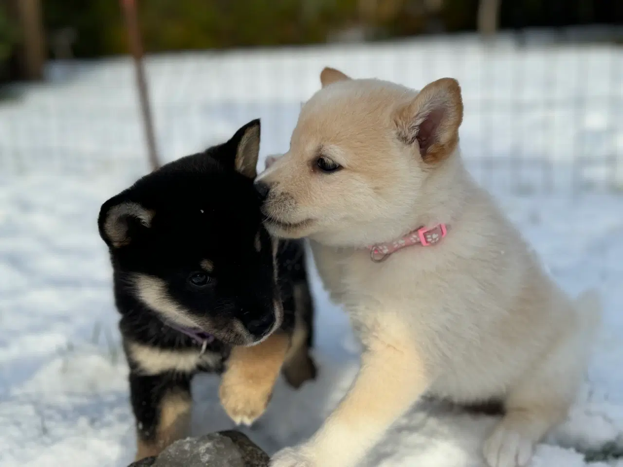 Billede 2 - Hundehvalpe Shiba Inu/Islandsk fårehund