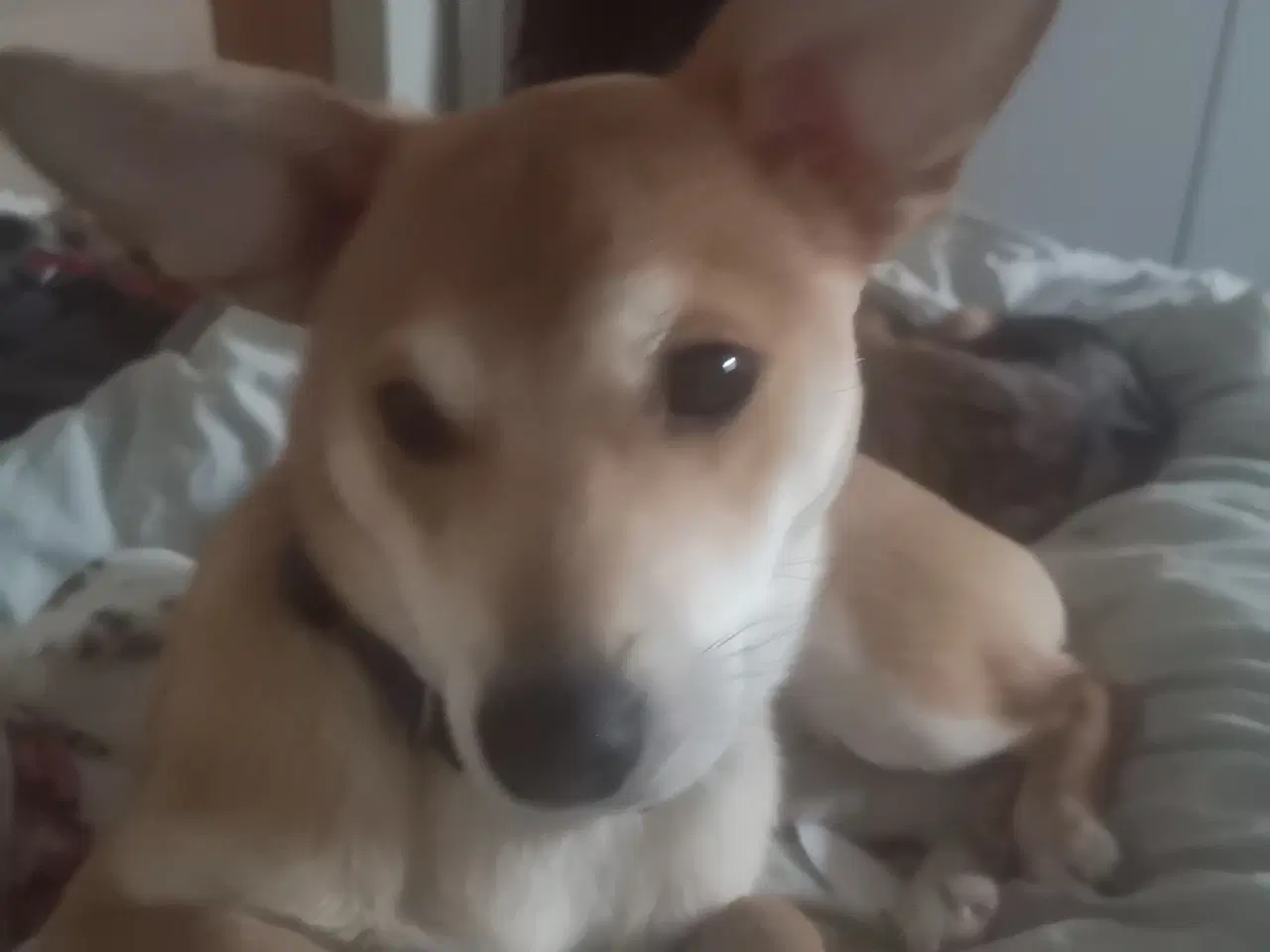 Billede 1 - Lækre paddy, i pleje i DK 