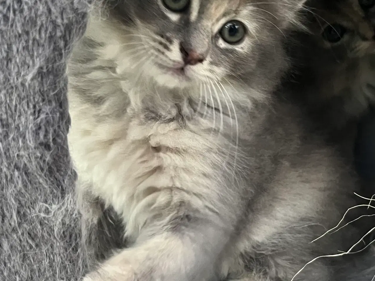 Billede 9 - Vamsede blandingskillinger 