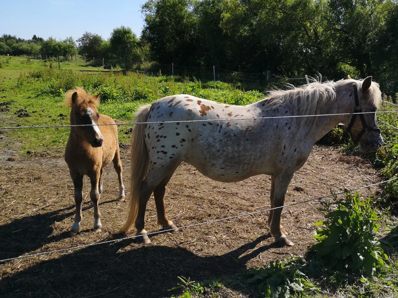 Billede 4 - Knabstrupper pony med føl 