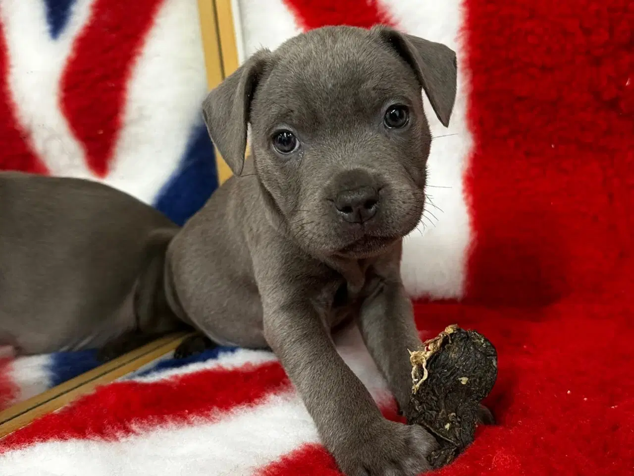 Billede 1 - Søde staffordshire Bull terrier hvalpe🩷🩵