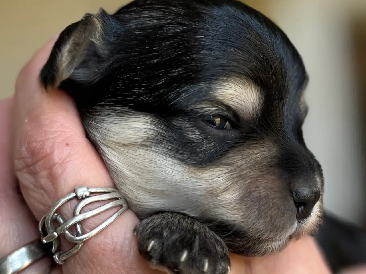 Billede 3 - Maltipoo hvalpe, fra røntgen undersøgte forældre