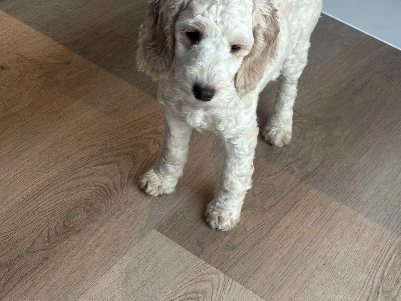 Billede 5 - Cockapoo  hvalp 