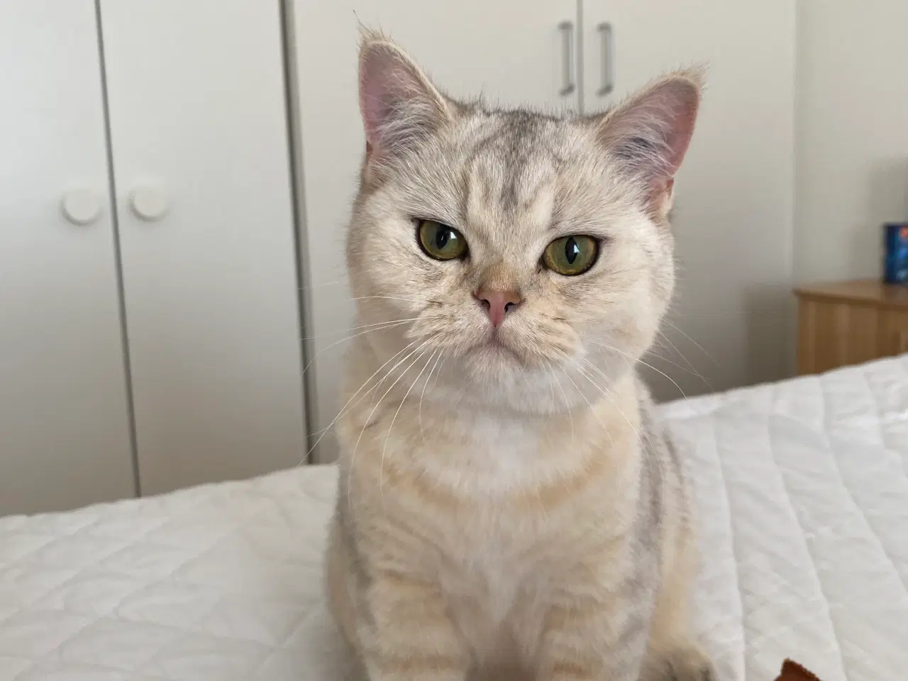 Billede 2 - british shorthair 