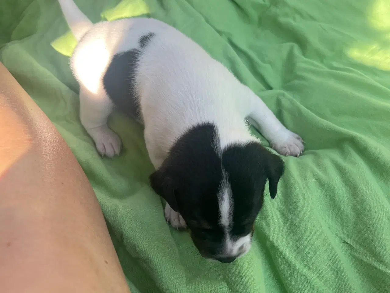 Billede 5 - Dansk-Svensk Gårdhund - hvalpe sælges 
