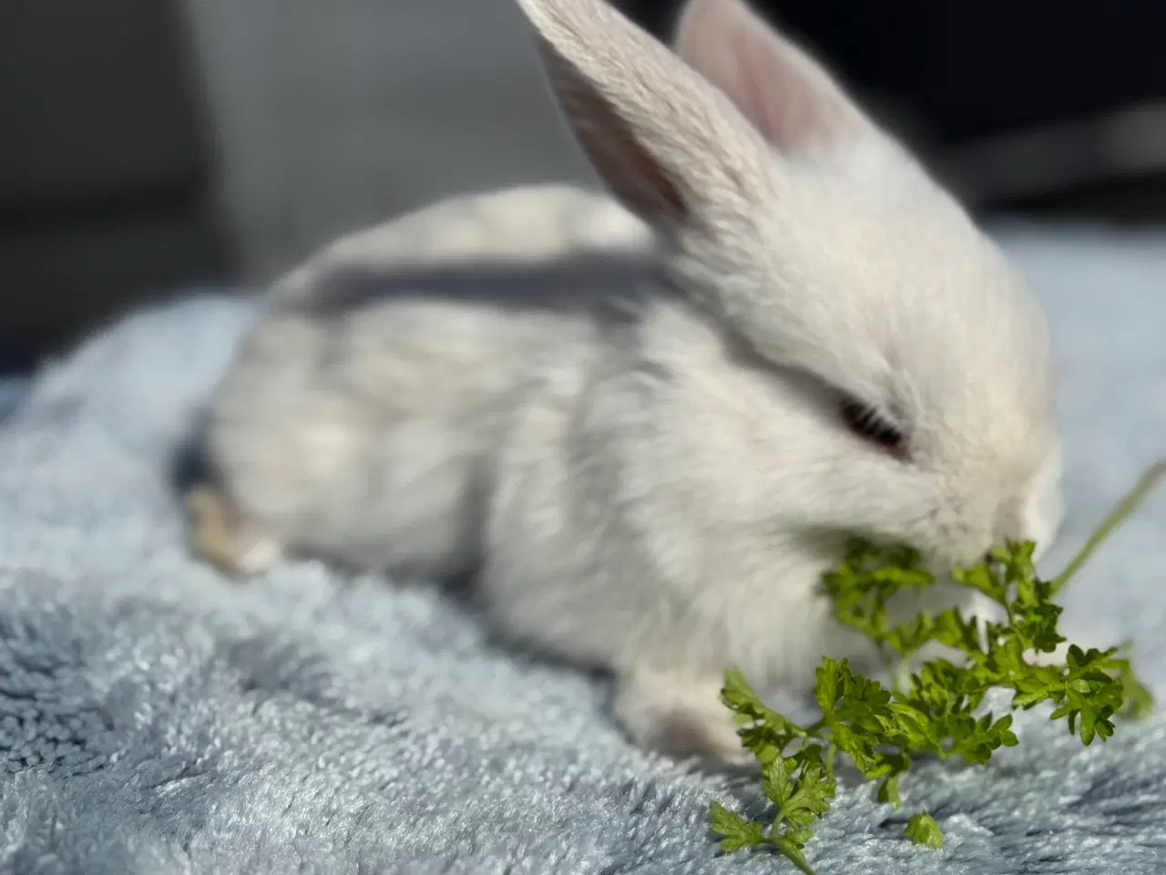 Billede 7 - Mini lop