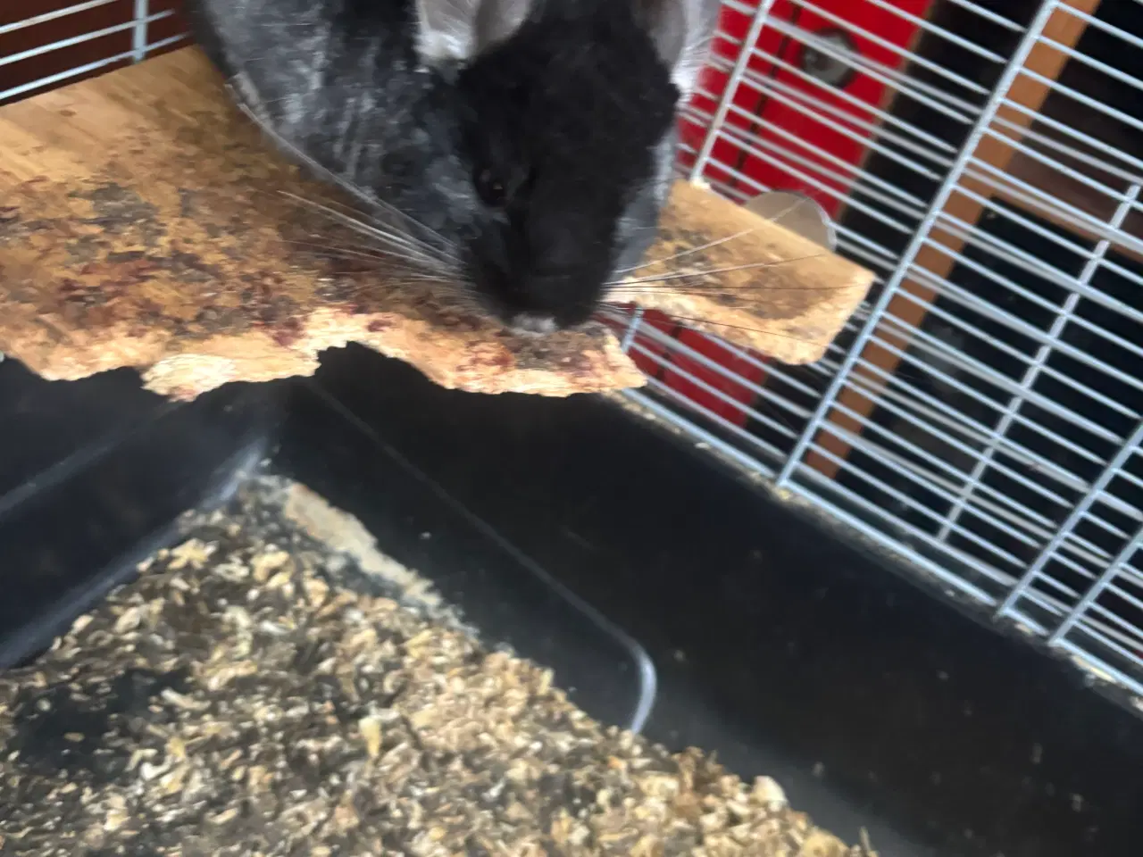 Billede 10 - To drenge chinchilla 