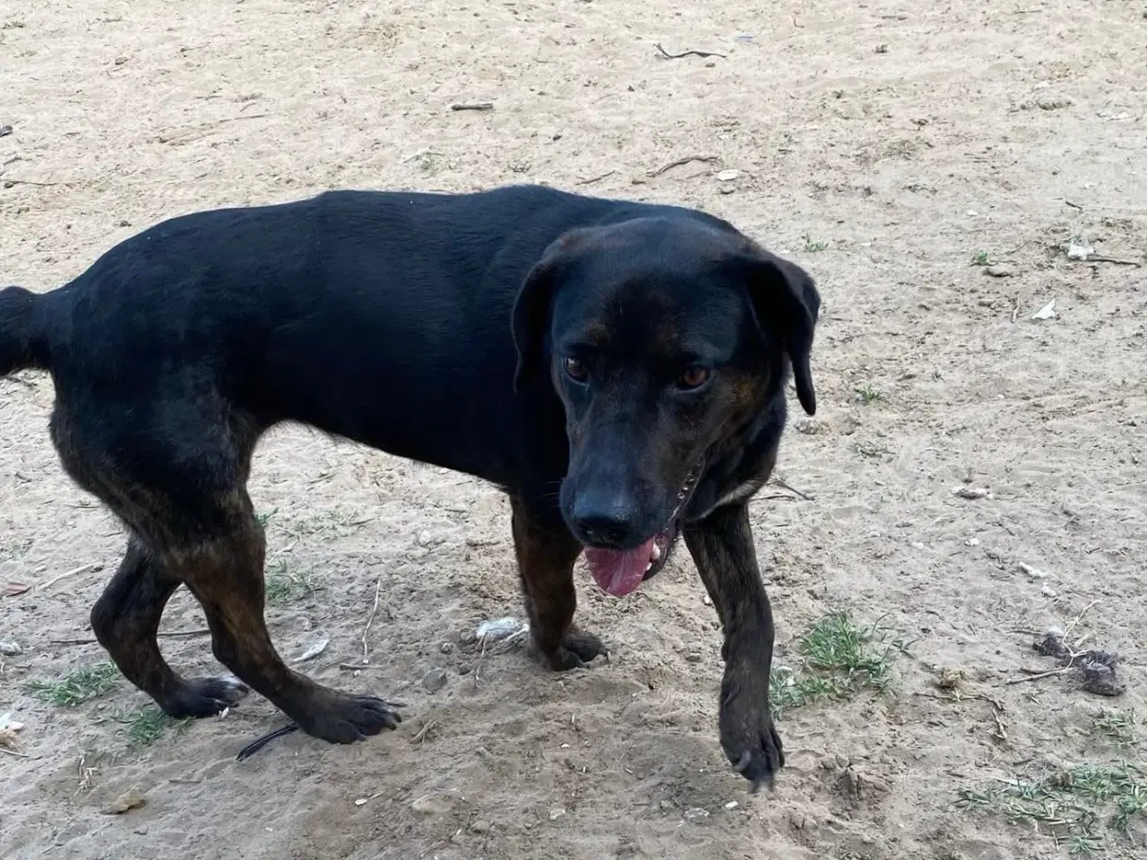 Billede 4 - Gadehunden Fie søger sit eget hjem❤️