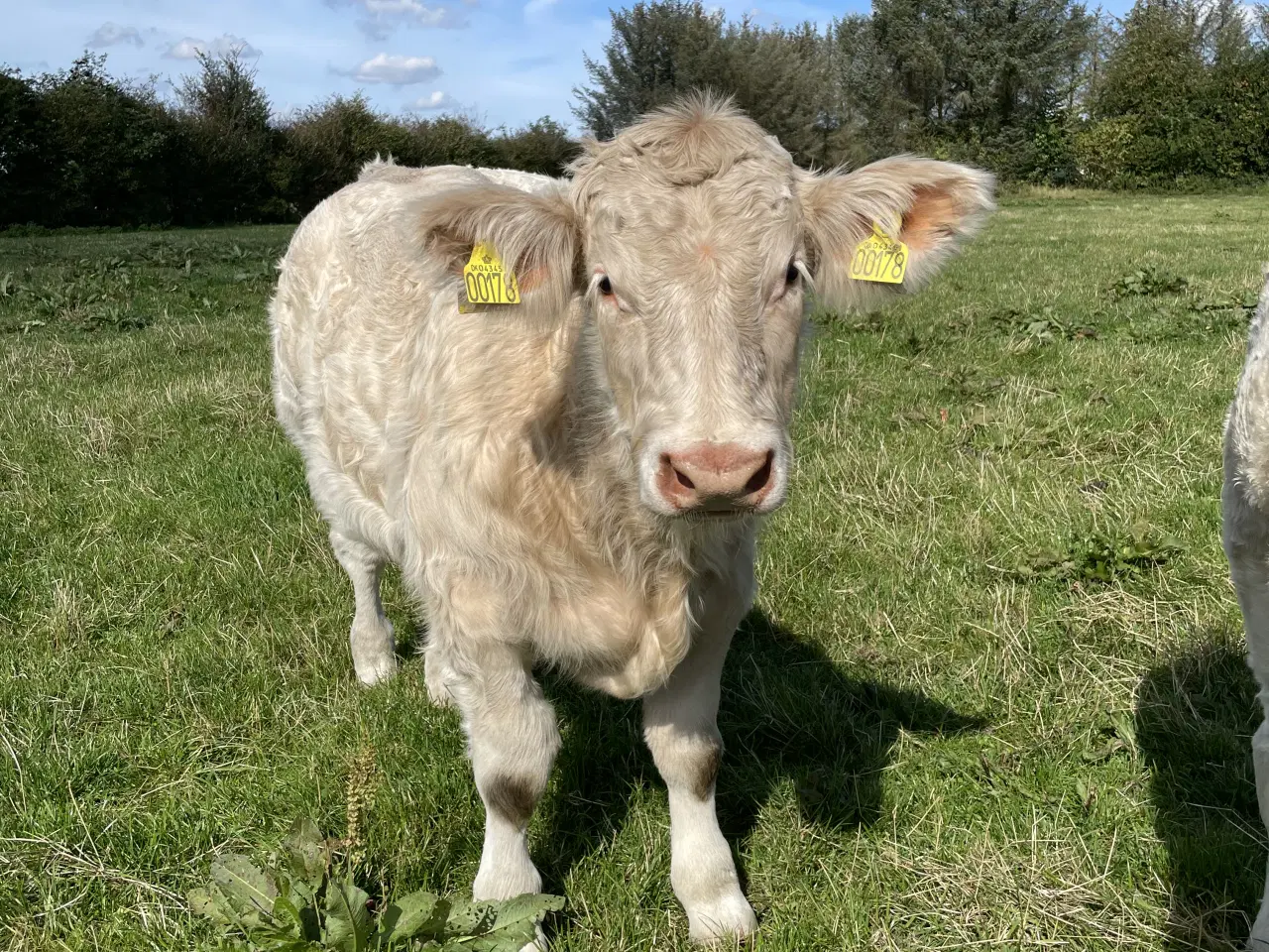 Billede 3 - Charolais tyrekalv 