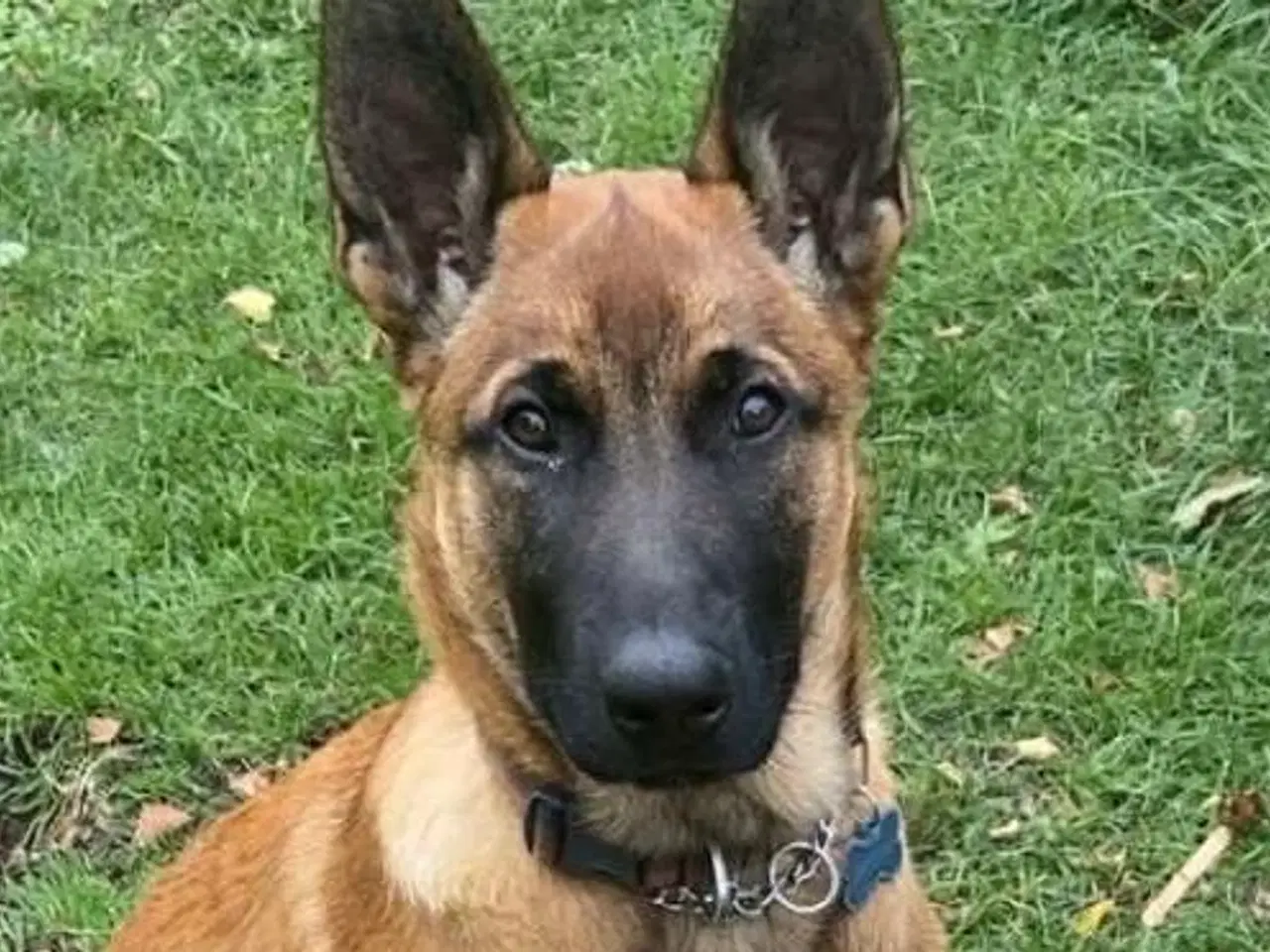 Billede 2 - Malinois
