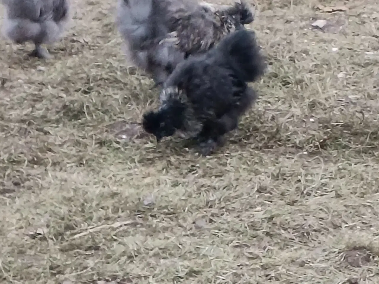 Billede 1 - Silke høns og Haner