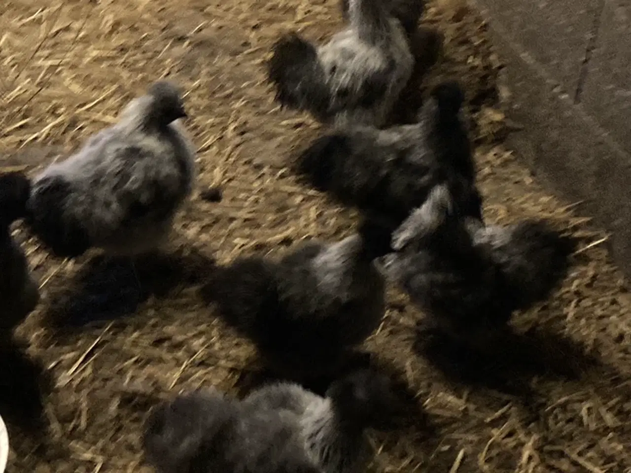 Billede 9 - Rene silke Høns