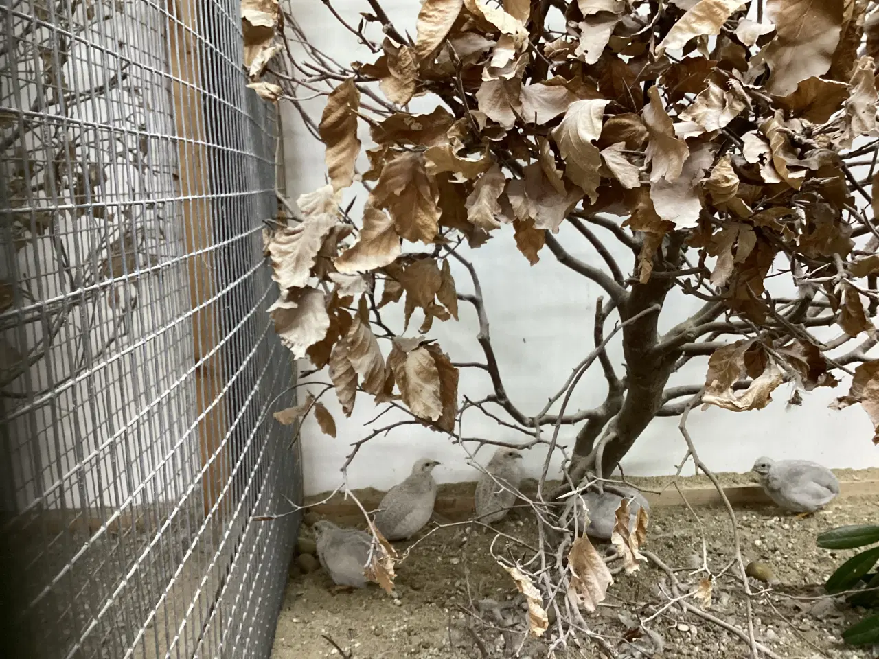 Billede 3 - Kin vagtler 1,1