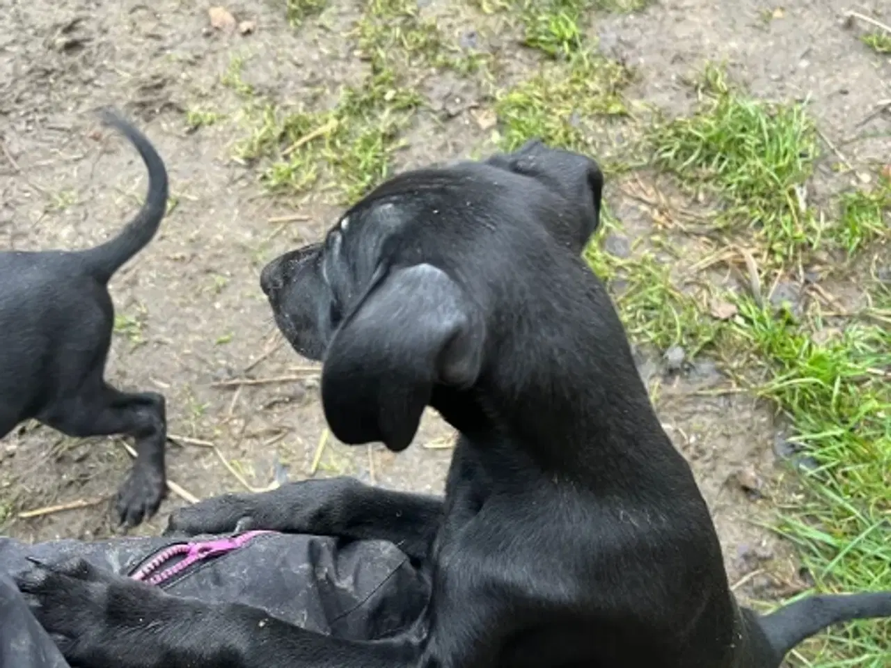 Billede 10 - 2 søde og aktive Dobermann blandingshvalpe