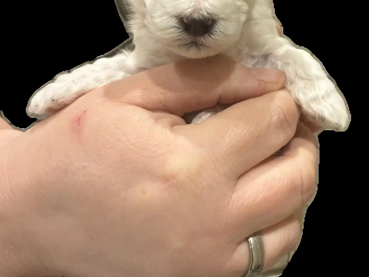 Billede 4 - Bichon Havanais/Coton De Tulear