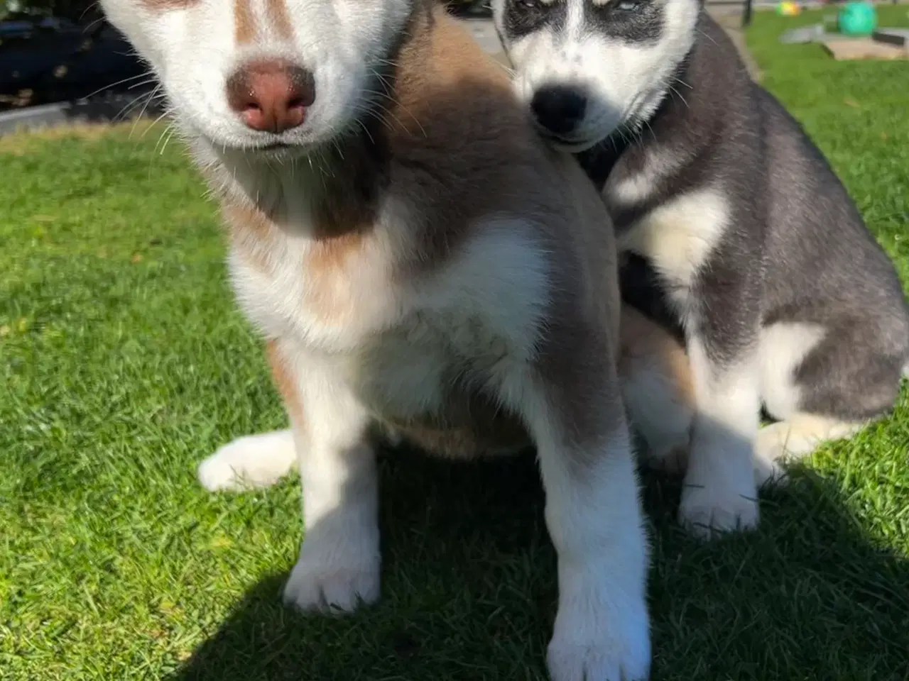 Billede 15 - Din nye husky ven venter på dig