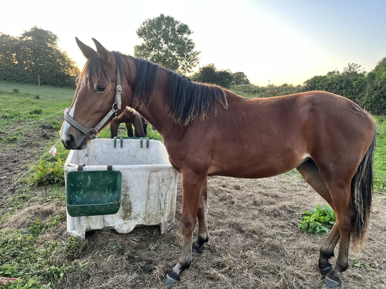 Billede 2 - Et smukt og harmonisk hoppeplag