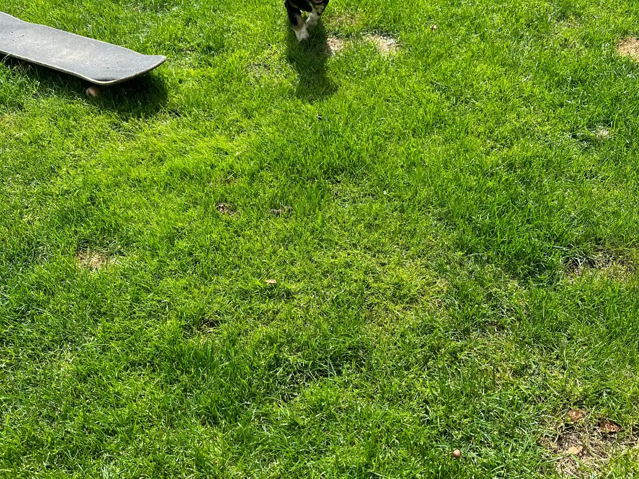 Billede 5 - lhasa apso/shih tzu