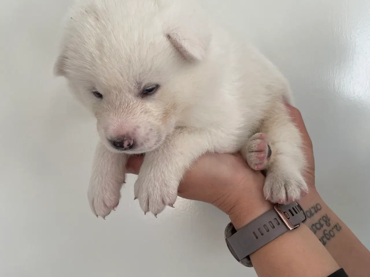 Billede 11 - Akita Inu hvalpe