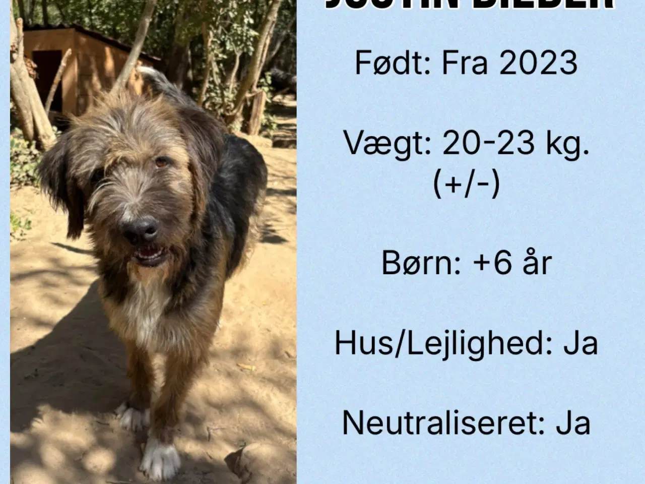 Billede 5 - Justin Bieber søger ægte kærlighed