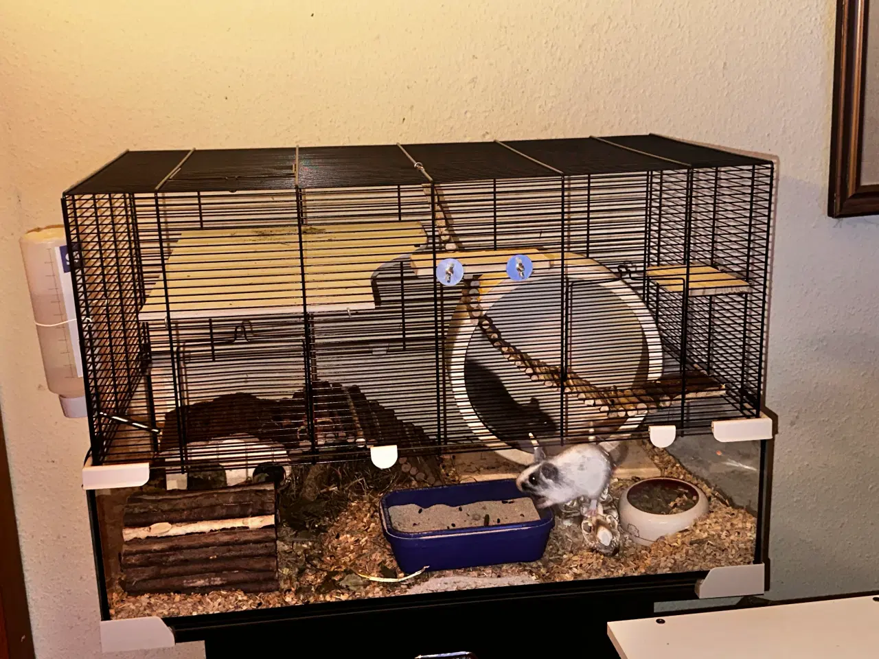 Billede 2 - Degu