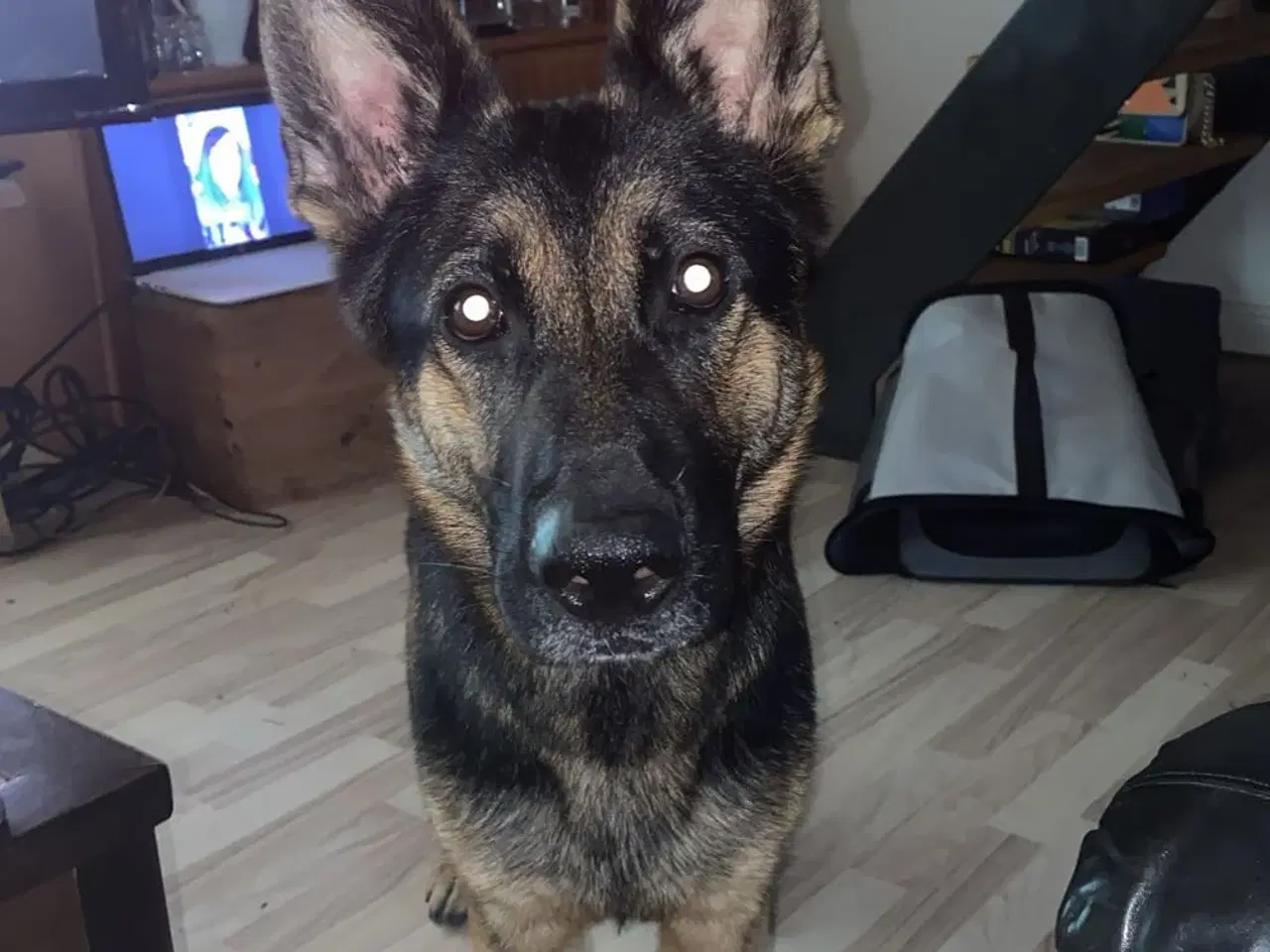 Billede 4 - Schæfer søger nyt hjem 