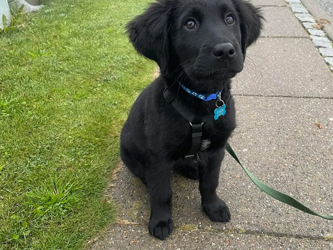 Billede 7 - Lækre familiehunde