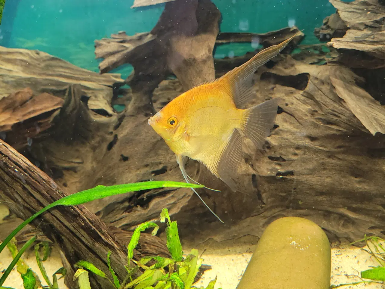 Billede 2 - Gul Scalar og blå Smerling 