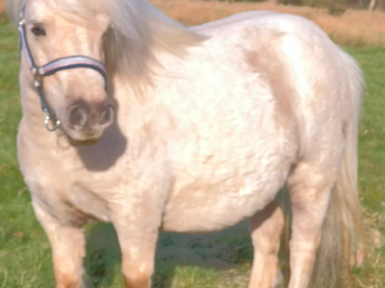 Billede 6 - Smuk Palomino Hoppe med føl 